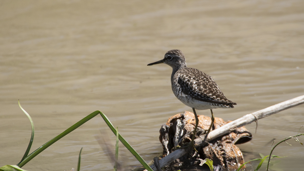 Common Greenshank — Ana fotoğraf